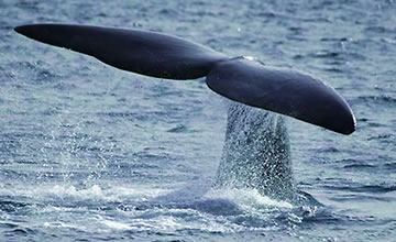 Ballenas en Patagonia