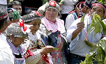 Cultura Mapuche