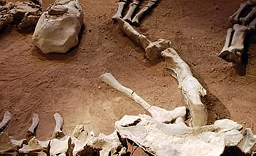 Paleontología